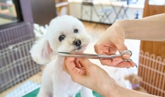 家庭美容刚需！宠物“洗剪吹”设备差异化突围策略